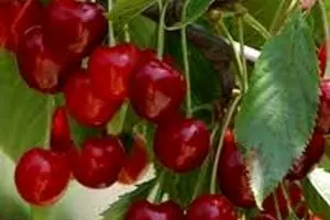 میوه ارزان شد