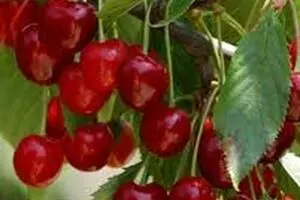 میوه ارزان شد