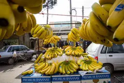 واردات موز در بهار امسال ۷۰ درصد افزایش یافت