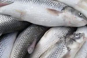 مدیر اتحادیه پرورش  آبزیان:  پتانسیل ۱.۵ میلیارد دلاری صادرات   شیلات به روسیه صفر است