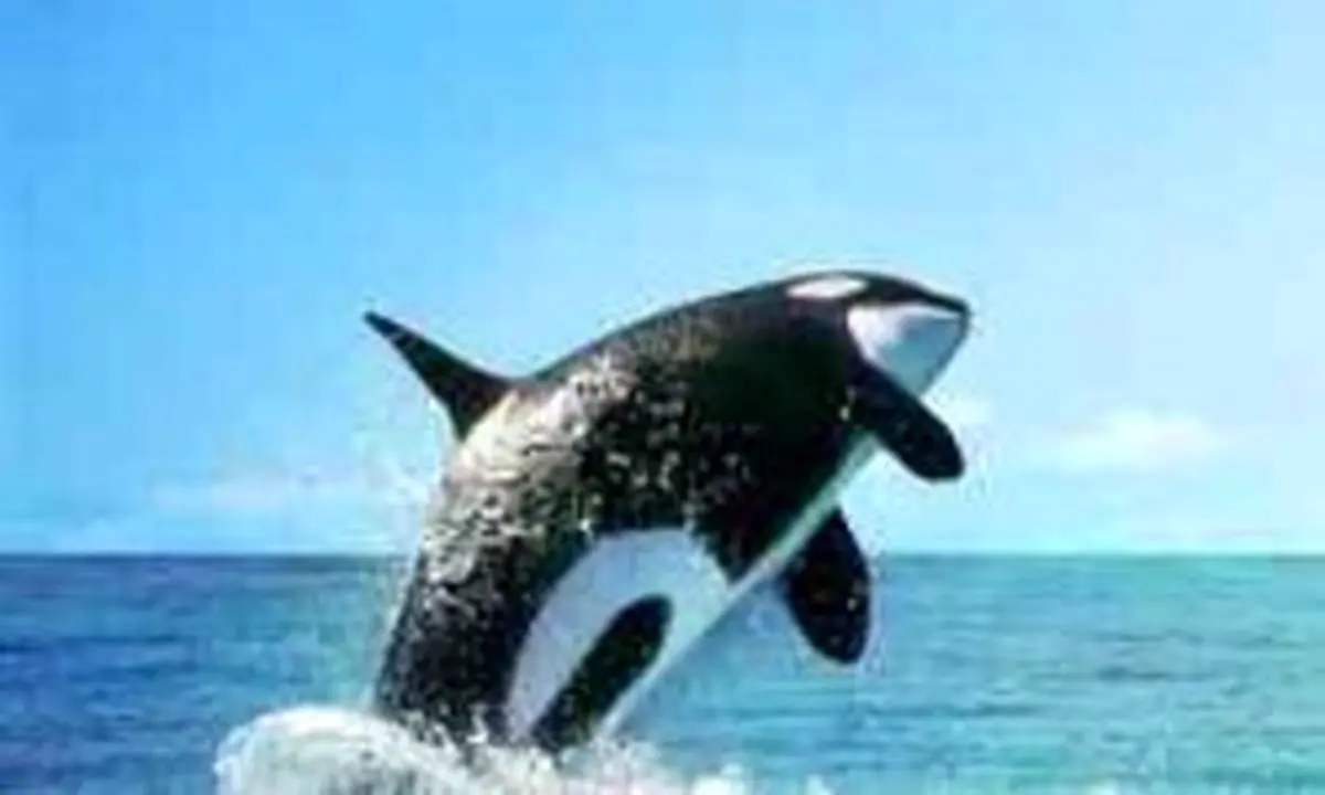 دلفیناریوم برج میلاد افتتاح شد