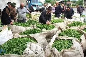 رئیس سازمان چای: چایکاران از دولت  ۵۲ میلیارد تومان طلب دارند