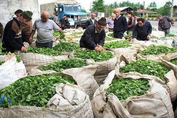 رئیس سازمان چای: چایکاران از دولت  ۵۲ میلیارد تومان طلب دارند