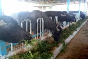 رئیس اتحادیه دامداران:  زحمت تولید به دوش دامدار است، سودش به جیب دلال می‌رود