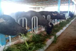 رئیس اتحادیه دامداران:  زحمت تولید به دوش دامدار است، سودش به جیب دلال می‌رود