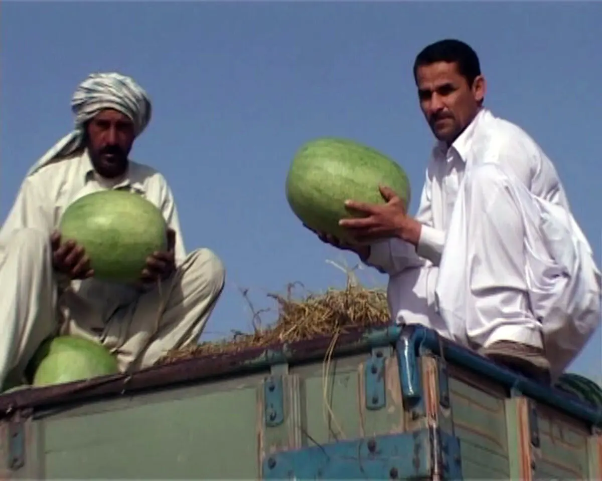 هندوانه کیلویی ۲۰۰ تومان!