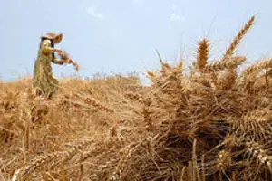 خرید تضمینی گندم از کشاورزان به ۶.۸ میلیون تن رسید