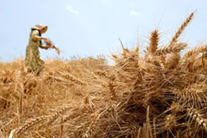خرید تضمینی گندم از کشاورزان به ۶.۸ میلیون تن رسید