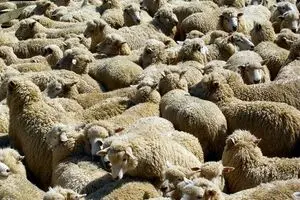 استرالیا خواستار صادرات گوسفند به ایران شد