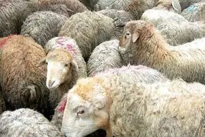 واکنش رئیس اتحادیه گوشت به  واردات گوشت از استرالیا؛ دامداران  متضرر می‌‌شوند