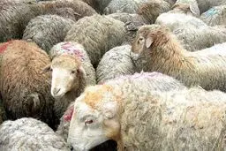 واکنش رئیس اتحادیه گوشت به  واردات گوشت از استرالیا؛ دامداران  متضرر می‌‌شوند