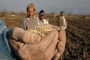 اخذ مابه‌التفاوت ۱۵۰ تومانی واردات جو و گندم لغو شد