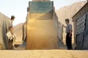 وزارت جهاد کشاورزی: خرید تضمینی گندم از مرز ۶.۵ میلیون تن گذشت