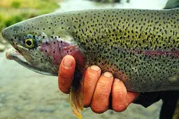 استفاده از سم 