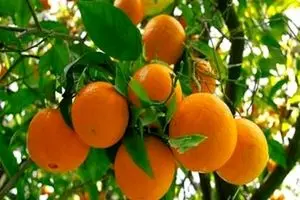 هیچ واردکننده‌ای امسال به فکر واردات مرکبات نباشد