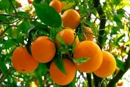 هیچ واردکننده‌ای امسال به فکر واردات مرکبات نباشد