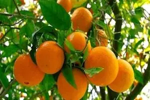 هیچ واردکننده‌ای امسال به فکر واردات مرکبات نباشد