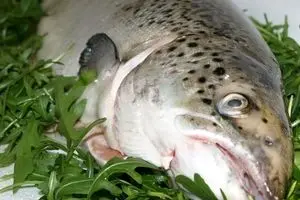 قیمت جدید مرغ و ماهی در بازار؛ حلوا سفید کیلویی ۶۰ هزار تومان