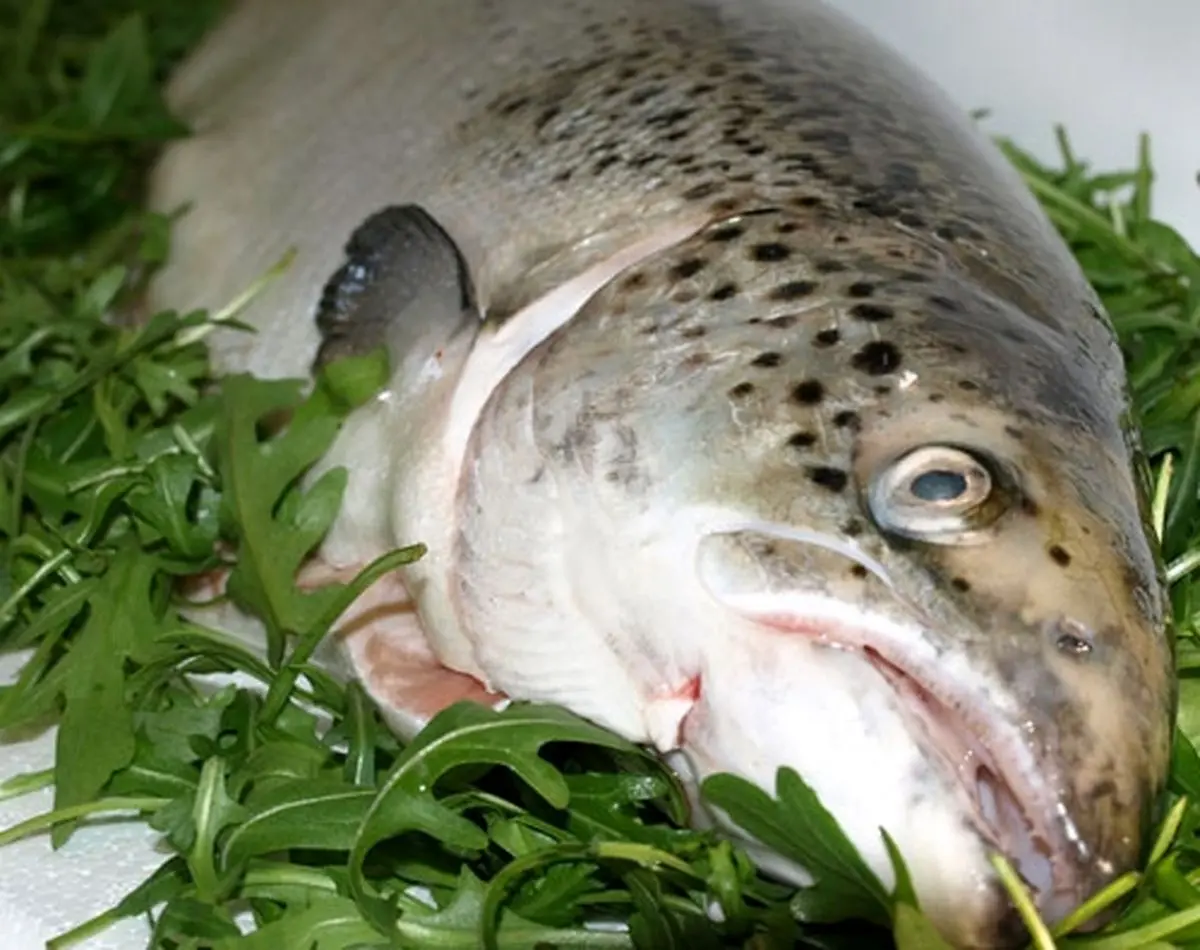 قیمت جدید مرغ و ماهی در بازار؛ حلوا سفید کیلویی ۶۰ هزار تومان