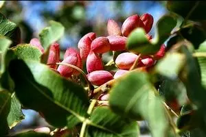 دبیر انجمن پسته: فقط وزارت بهداشت می‌تواند درباره سرطان‌زا بودن پسته تازه حرف بزند