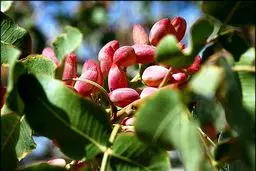 دبیر انجمن پسته: فقط وزارت بهداشت می‌تواند درباره سرطان‌زا بودن پسته تازه حرف بزند