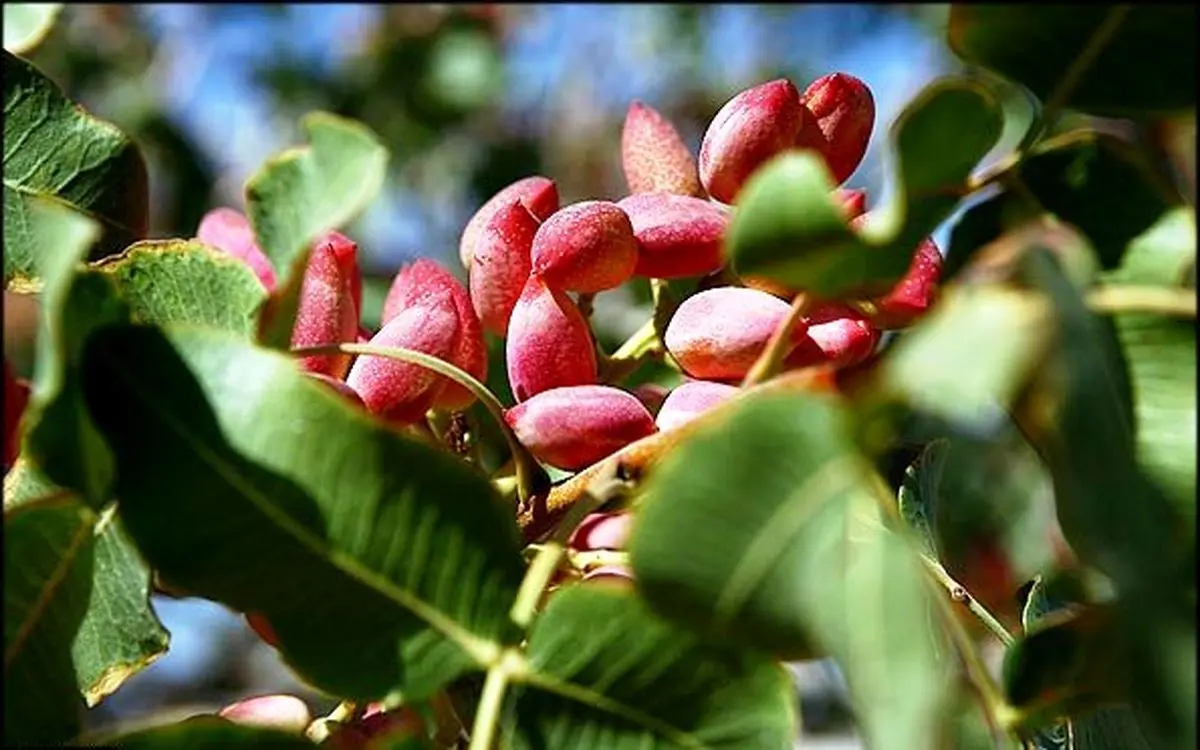 دبیر انجمن پسته: فقط وزارت بهداشت می‌تواند درباره سرطان‌زا بودن پسته تازه حرف بزند