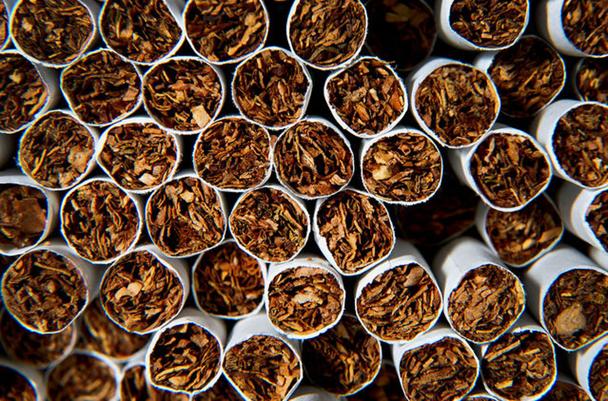 توتون‌های کپک‌زده در سیگارهای قاچاق