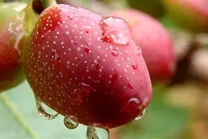 هشدار رئیس اتحادیه
 خشکبار به مردم: پسته تازه سرطان‌زاست؛ نخورید