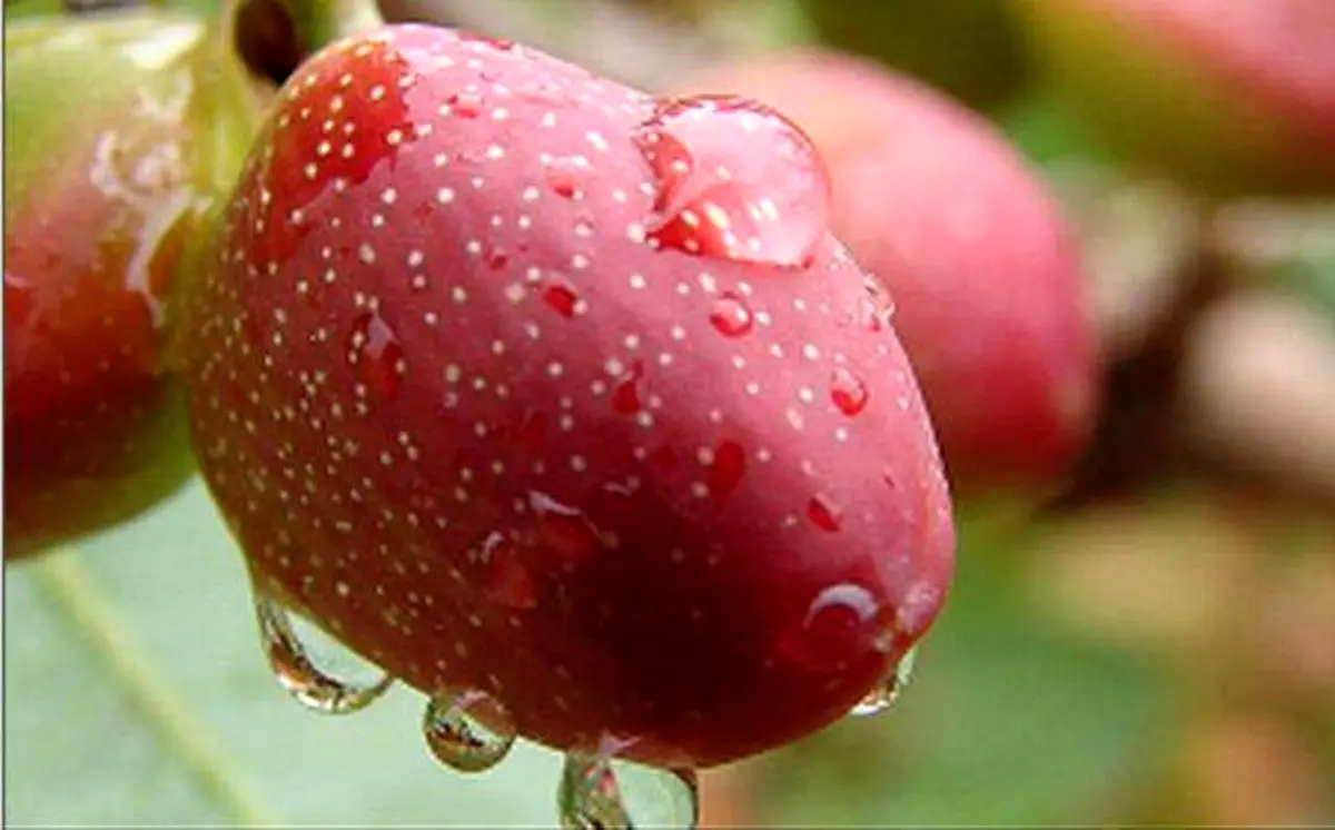 هشدار رئیس اتحادیه
 خشکبار به مردم: پسته تازه سرطان‌زاست؛ نخورید