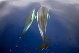 حماس دلفین جاسوس رژیم صهیونیستی را به دام انداخت