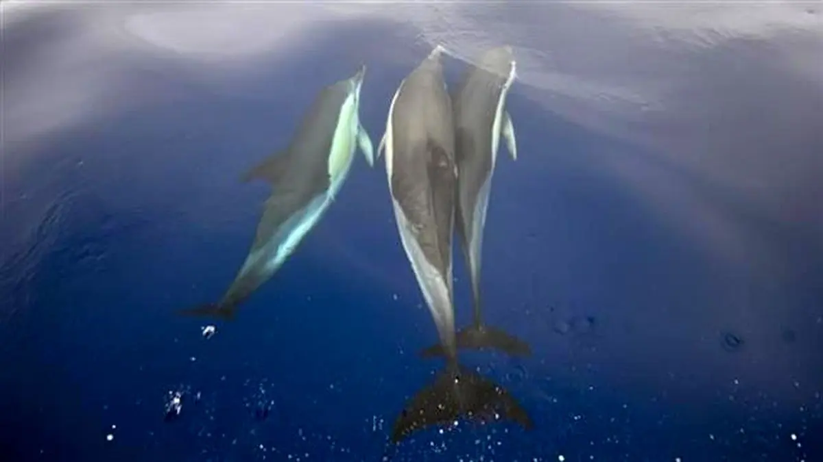 حماس دلفین جاسوس رژیم صهیونیستی را به دام انداخت