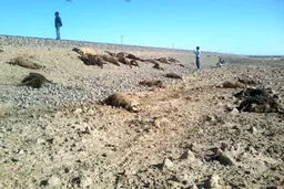 ۶۰ راس گوسفند در برخورد با قطار تلف شدند