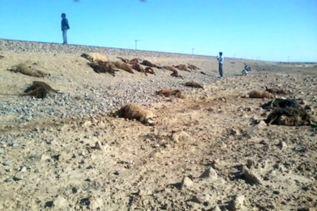 ۶۰ راس گوسفند در برخورد با قطار تلف شدند