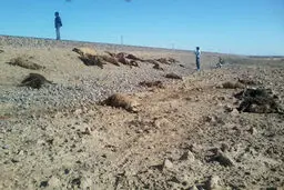 ۶۰ راس گوسفند در برخورد با قطار تلف شدند