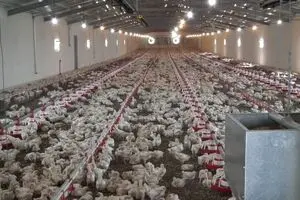 یک تولیدکننده: پرورش ۸۰۰۰ جوجه بوقلمون در سال با سرمایه اولیه ۱۰ میلیون تومان