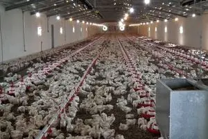 یک تولیدکننده: پرورش ۸۰۰۰ جوجه بوقلمون در سال با سرمایه اولیه ۱۰ میلیون تومان