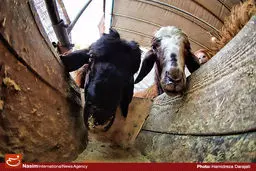 مدیرکل دامپزشکی تهران: موردی از بیماری تب کنگو در پایتخت نداشتیم