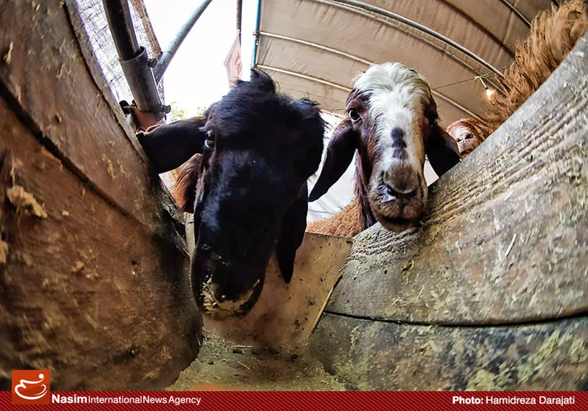 مدیرکل دامپزشکی تهران: موردی از بیماری تب کنگو در پایتخت نداشتیم