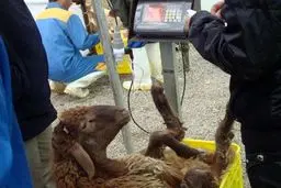 ساعات کار جایگاه‌های عرضه بهداشتی دام در روز عرفه و عید قربان