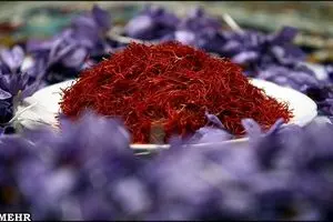 نایب رئیس شورای زعفران: صادرات زعفران کم شد
