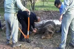 تصاویر نجات دو قلاده خرس گرفتار شده در تله مرگ