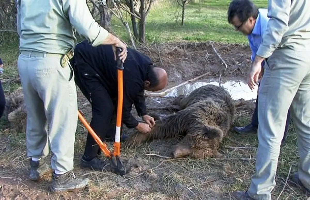تصاویر نجات دو قلاده خرس گرفتار شده در تله مرگ