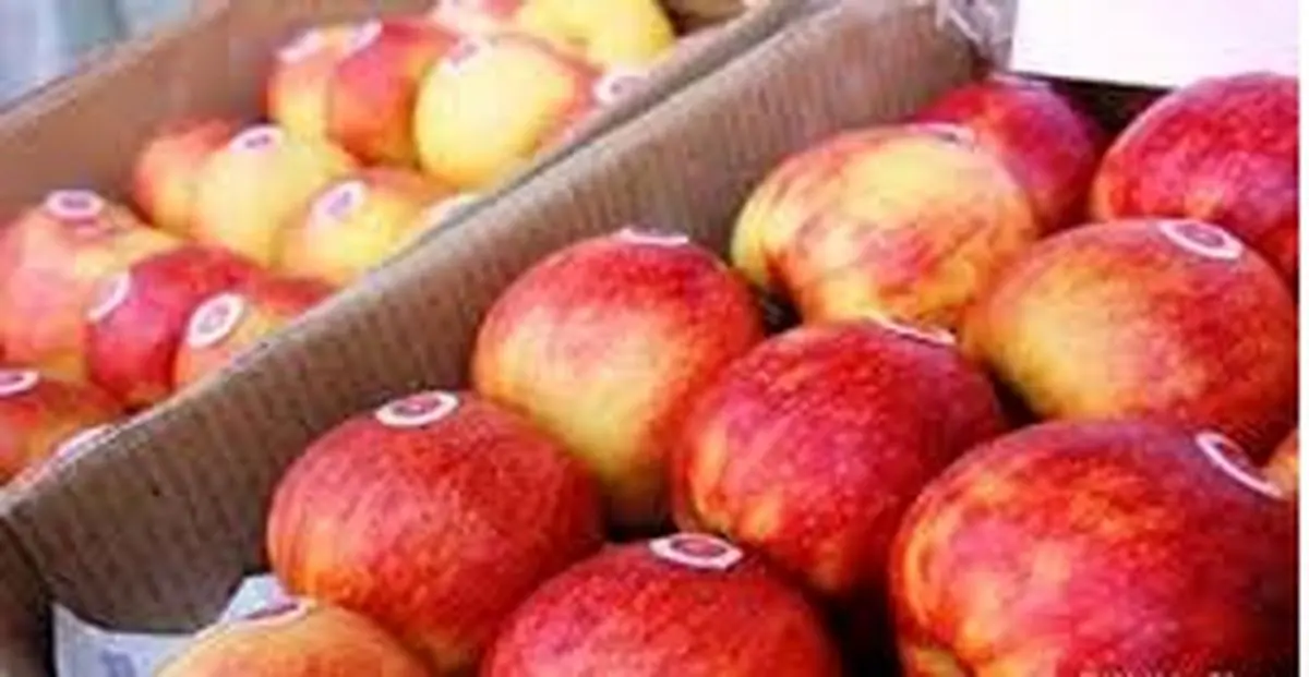 رئیس اتحادیه صادرکنندگان میوه: عراق بدون ‌دلیل واردات سیب ایرانی را ممنوع کرد