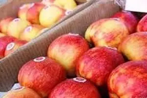 رئیس اتحادیه صادرکنندگان میوه: عراق بدون ‌دلیل واردات سیب ایرانی را ممنوع کرد
