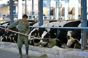 رئیس اتحادیه دامداران: دولت دامداران را برای قاچاق دام به ترکیه تشویق می‌‌کند