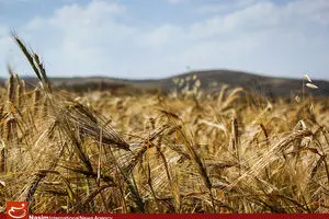 واردات گندم متوقف شد