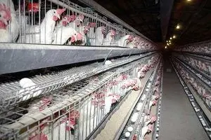 رئیس اتحادیه مرغ گوشتی: تولید مرغ اضافه بر نیاز کشور است؛ جلوی صادرات هم گرفته شد