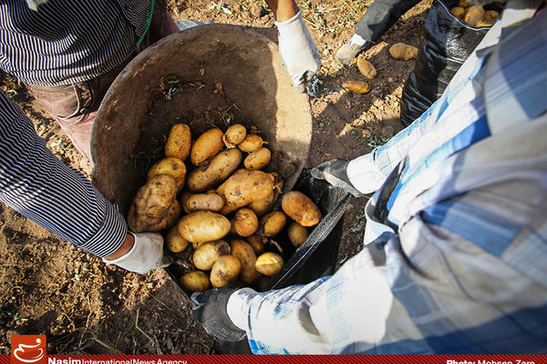 رئیس اتحادیه بارفروشان: تولید ۳ برابری سیب زمینی کشاورزان را زمین‌گر کرد!