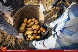 رئیس اتحادیه بارفروشان: تولید ۳ برابری سیب زمینی کشاورزان را زمین‌گر کرد!