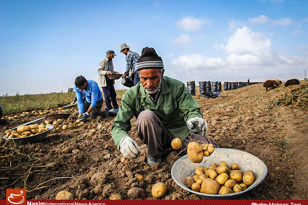 رئیس بارفروشان سیب‌زمینی:‌ چال کردن ۱۷۰۰ تن سیب‌ زمینی واقعیت ندارد